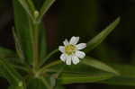 Flowering spurge